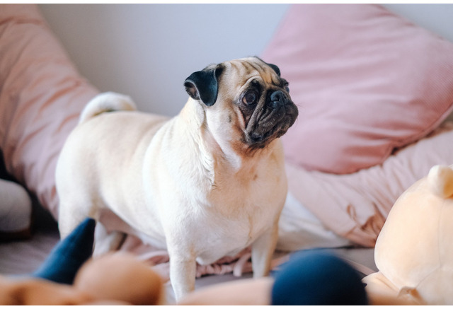 犬がなりやすい病気 肥満細胞腫編 定期検診が一番の予防策 パグは特に注意 動物のリアルを伝えるwebメディア Reanimal