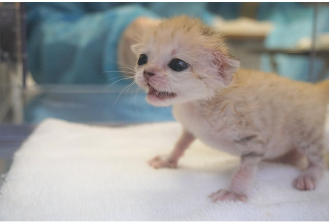 国内初 スナネコの赤ちゃんが誕生 那須どうぶつ王国で飼育中 動画 3枚目の写真 画像 動物のリアルを伝えるwebメディア Reanimal