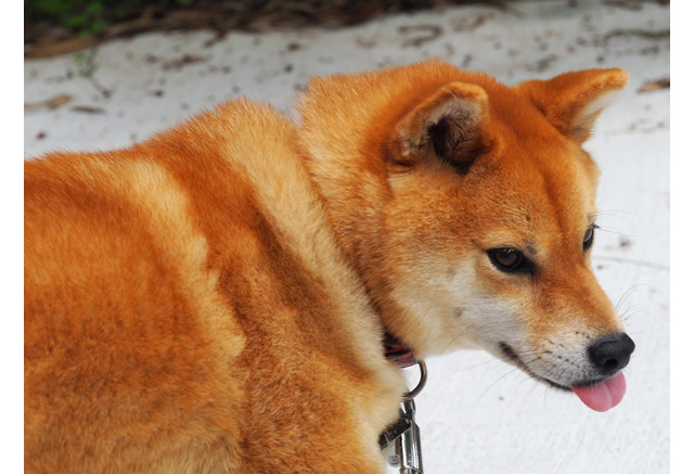 柴犬キュウの物語 Vol 3 お散歩大好き 他の動物たちにも興味津々 動物のリアルを伝えるwebメディア Reanimal