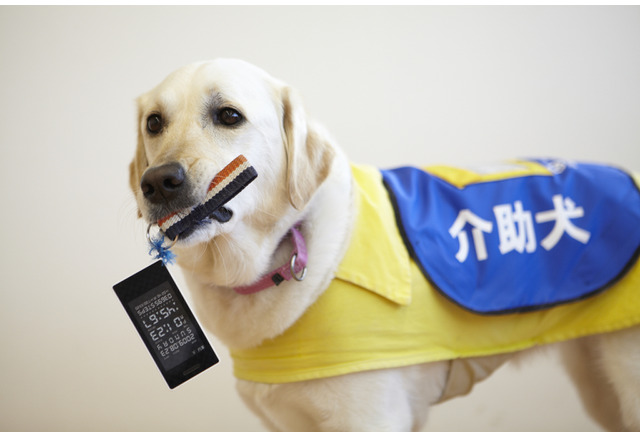 働く犬たち 盲導犬 介助犬 聴導犬に関する 身体障害者補助犬法 とは 動物のリアルを伝えるwebメディア Reanimal