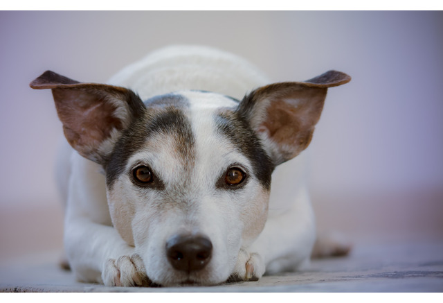 命の商品化 を考える Vol 9 具体的な飼育管理基準案について 遺伝的疾患とオス犬の繁殖 動物のリアルを伝えるwebメディア Reanimal