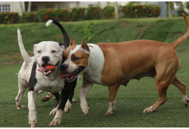 危険な犬種 は存在するか Vol 1 犬による咬傷事故のケース 動物のリアルを伝えるwebメディア Reanimal