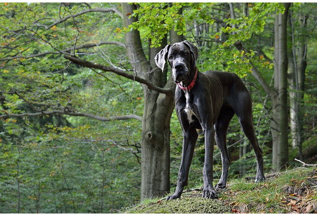 危険な犬種 は存在するか Vol 1 犬による咬傷事故のケース 動物のリアルを伝えるwebメディア Reanimal