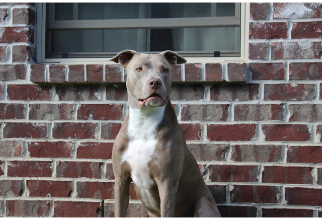 危険な犬種 は存在するか Vol 2 アメリカの法規制は特定犬種規制から犬種非特定へ 動物のリアルを伝えるwebメディア Reanimal