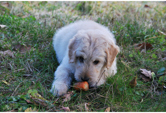 犬にあげてもよい野菜は 栄養とあげる時の注意点 ダイエット効果も 動物のリアルを伝えるwebメディア Reanimal