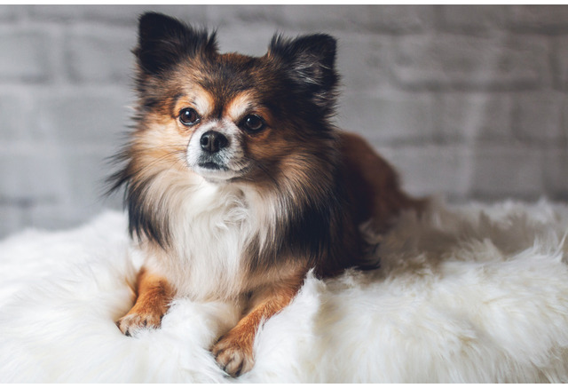犬の避妊 去勢手術に関する最新の発表 Vol 2 犬種ごとの傾向 プードル チワワ編 動物のリアルを伝えるwebメディア Reanimal