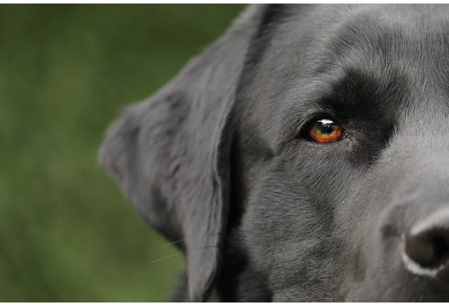 犬がなりやすい病気 外耳炎編 なりやすく繰り返しやすい耳の病気 動物のリアルを伝えるwebメディア Reanimal