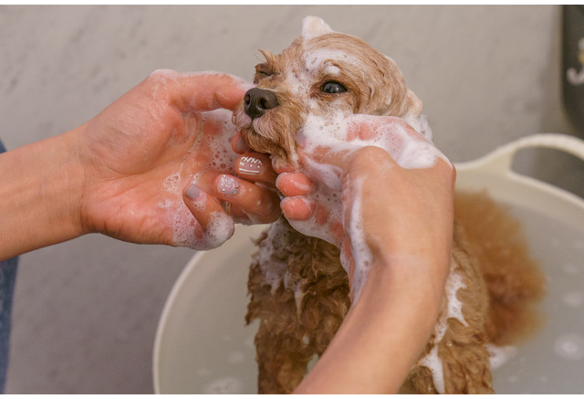 愛犬のスキンケア 家でシャンプーする時の注意点とコツは 洗いすぎを避け しっかり保湿を 動物のリアルを伝えるwebメディア Reanimal