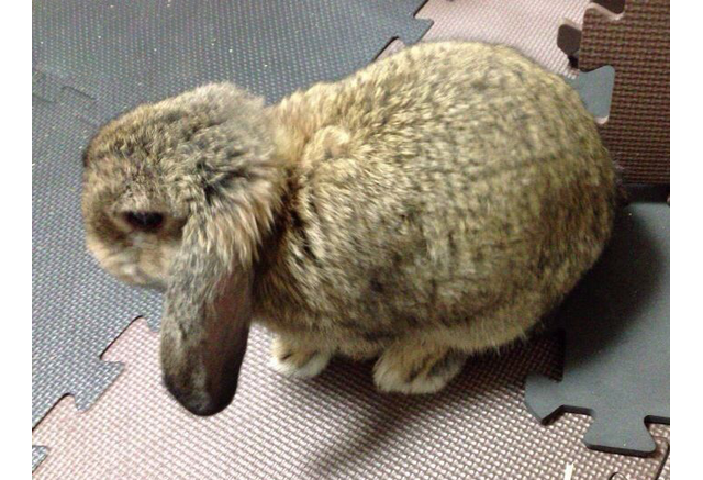 ズボラ女子とわがままウサギ Vol 3 共同生活の中で けだま が教えてくれたこと 動物のリアルを伝えるwebメディア Reanimal