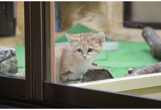 元気に育ったスナネコの赤ちゃん 飼育員の奮闘と 伝えたいこと 那須どうぶつ王国 動画 13枚目の写真 画像 動物のリアルを伝えるwebメディア Reanimal
