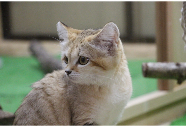 那須どうぶつ王国 スナネコのアミーラと妹の同居展示開始 2枚目の写真 画像 動物のリアルを伝えるwebメディア Reanimal