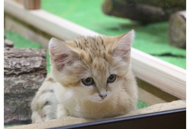 那須どうぶつ王国 スナネコのアミーラと妹の同居展示開始 3枚目の写真 画像 動物のリアルを伝えるwebメディア Reanimal