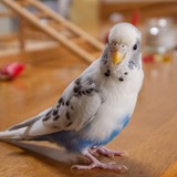 白い鳥 TRICK STAR - マフラー、ステップ等各種部品・用品の製造、販売