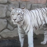 今年は寅年！ ホワイトタイガーはどうして白いの？…動物園で聞いてみ