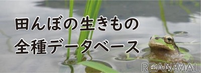 琵琶湖博物館、「田んぼの生きもの全種データベース」を公開