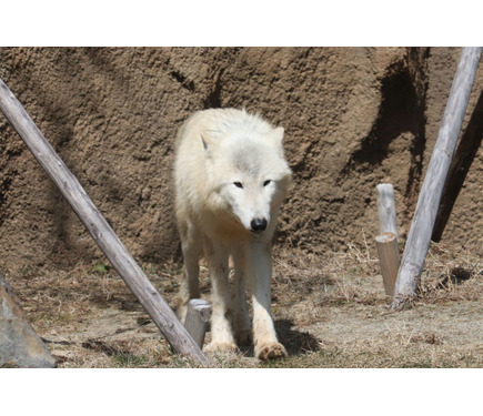 ホッキョクオオカミ、別名ホワイトウルフは夏毛も白い…那須どうぶつ