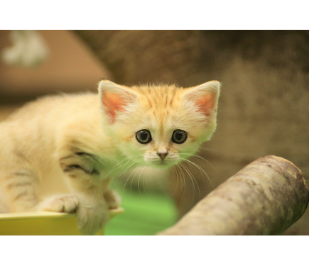 スナネコの赤ちゃん公開 大きくなって元気いっぱい 那須どうぶつ王国 動画 7枚目の写真 画像 動物のリアルを伝えるwebメディア Reanimal