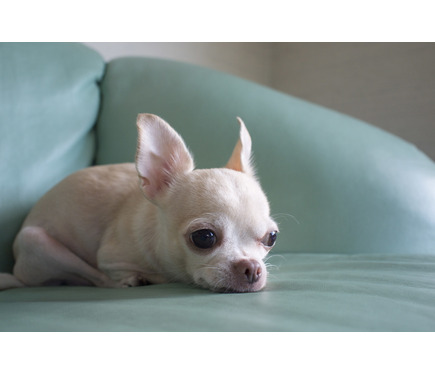 愛犬のスキンケア 犬の皮膚と被毛の特徴に合わせて正しいケアを 6枚目の写真 画像 動物のリアルを伝えるwebメディア Reanimal