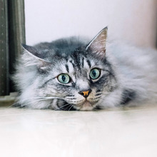 アニコム損保 猫の名前 人気猫種ランキング 21年最新版を公開 動物のリアルを伝えるwebメディア Reanimal