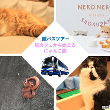 旅行情報誌 じゃらん 宿の看板猫人気ベスト5を発表 1枚目の写真 画像 動物のリアルを伝えるwebメディア Reanimal