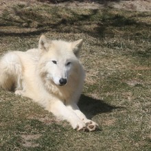 WOLVES野生のハンターたち 世界のオオカミ写真集』刊行…大自然の