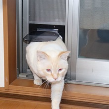 部屋の換気を手軽にu2026つっぱり棚で猫の脱走防止窓をつくる【ねこDIY 