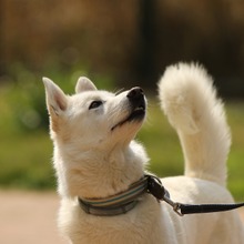 犬のひげは切ってもok その役割や注意したいこと 動物のリアルを伝えるwebメディア Reanimal