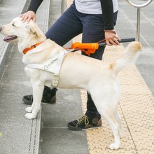 盲導犬 泉屋クッキー 5万缶突破を記念して購入者にマグネットをプレゼント 9月30日まで 動物のリアルを伝えるwebメディア Reanimal