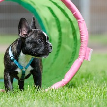 食物アレルギーをもつ犬はワクチン接種に注意 乳成分の カゼイン が副反応の原因に 麻布大らが発表 動物のリアルを伝えるwebメディア Reanimal