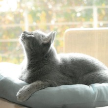 天板中央の穴から愛猫が顔を出せるダイニングテーブルを発売…ディノス