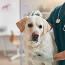 犬と猫の輸血治療はどのように行われるのか？…ドナーの確保が