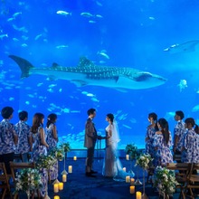 シェラトン都ホテル大阪 海遊館 ニフレル フォトウェディングプランの予約受付を開始 動物のリアルを伝えるwebメディア Reanimal