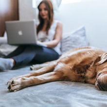 犬がなりやすい病気 胃拡張胃捻転症候群 場合によっては数時間で死に至る 動物のリアルを伝えるwebメディア Reanimal