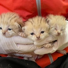 スナネコの赤ちゃん、一般公開スタート…那須どうぶつ王国 | 動物の