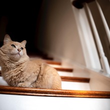 猫がなりやすい病気】猫免疫不全ウイルス感染症編u2026感染猫との接触を 