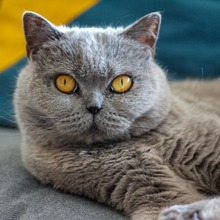 猫がなりやすい病気】膵炎編u2026症状は非特異的、慢性化や糖尿病の併発に 