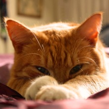 抜け毛がたくさん！ これって病気？ 猫の換毛期とは  動物のリアルを 