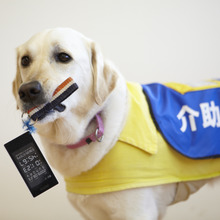 日本盲導犬協会が夏休みの自由研究をサポート Youtubeで動画公開 8月27日18時まで 動物のリアルを伝えるwebメディア Reanimal
