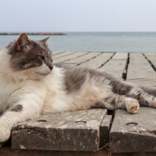 猫も認知症になる？ 症状と対策は  動物のリアルを伝えるWebメディア 