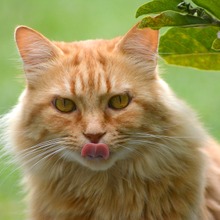 ネスレ日本 猫アレルギーの原因物質を中和する ピュリナ プロプラン リブクリア を発売 21年春 動物のリアルを伝えるwebメディア Reanimal