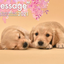 アイメイト協会 Webサイト もうどう犬 を知ろう アイメイト こどもサイト に新コンテンツを追加 動物のリアル を伝えるwebメディア Reanimal