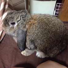 ズボラ女子とわがままウサギ Vol 6 けだま ロスの克服と けまり との出会い 動物のリアルを伝えるwebメディア Reanimal