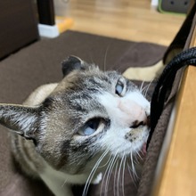 1日中寝ている？ 気になる猫の睡眠事情  動物のリアルを伝えるWeb 