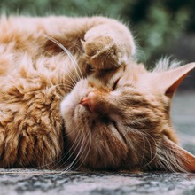 猫の病気】動脈血栓塞栓症u2026雑種猫よりも純血種のほうが起こりやすい 