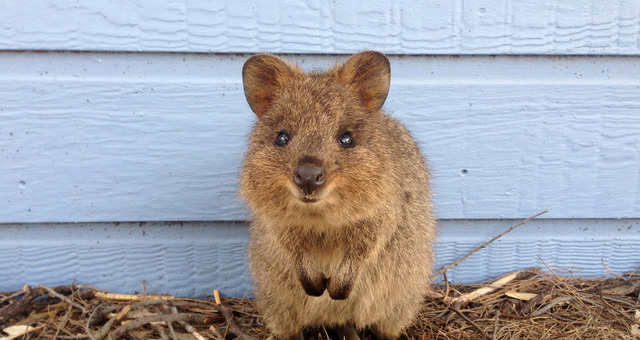 21年2月のイベント記事一覧 動物のリアルを伝えるwebメディア Reanimal