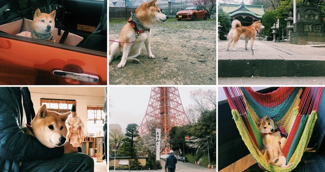 年10月の犬記事一覧 動物のリアルを伝えるwebメディア Reanimal 年10月の犬記事一覧 動物のリアルを伝えるwebメディア Reanimal