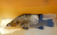神戸市立須磨海浜水族園、大阪湾で漁獲された幻の魚「アカメ」の展示を開始 画像