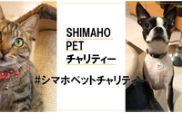 島忠、保護動物活動に取り組む「#シマホ ペットチャリティ」プロジェクトを開始 画像
