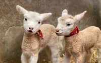 堺・緑のミュージアム ハーベストの丘、7匹の子羊が誕生 画像