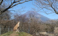 キリマンジャロじゃなく富士山バックに決めポーズ！…富士サファリパークのチーター 画像